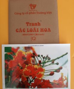 Tranh các loài hoa