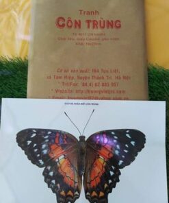 Tranh côn trùng