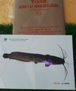 Tranh động vật sống dưới nước